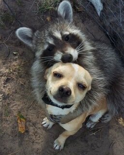 racoon_dog.jpg