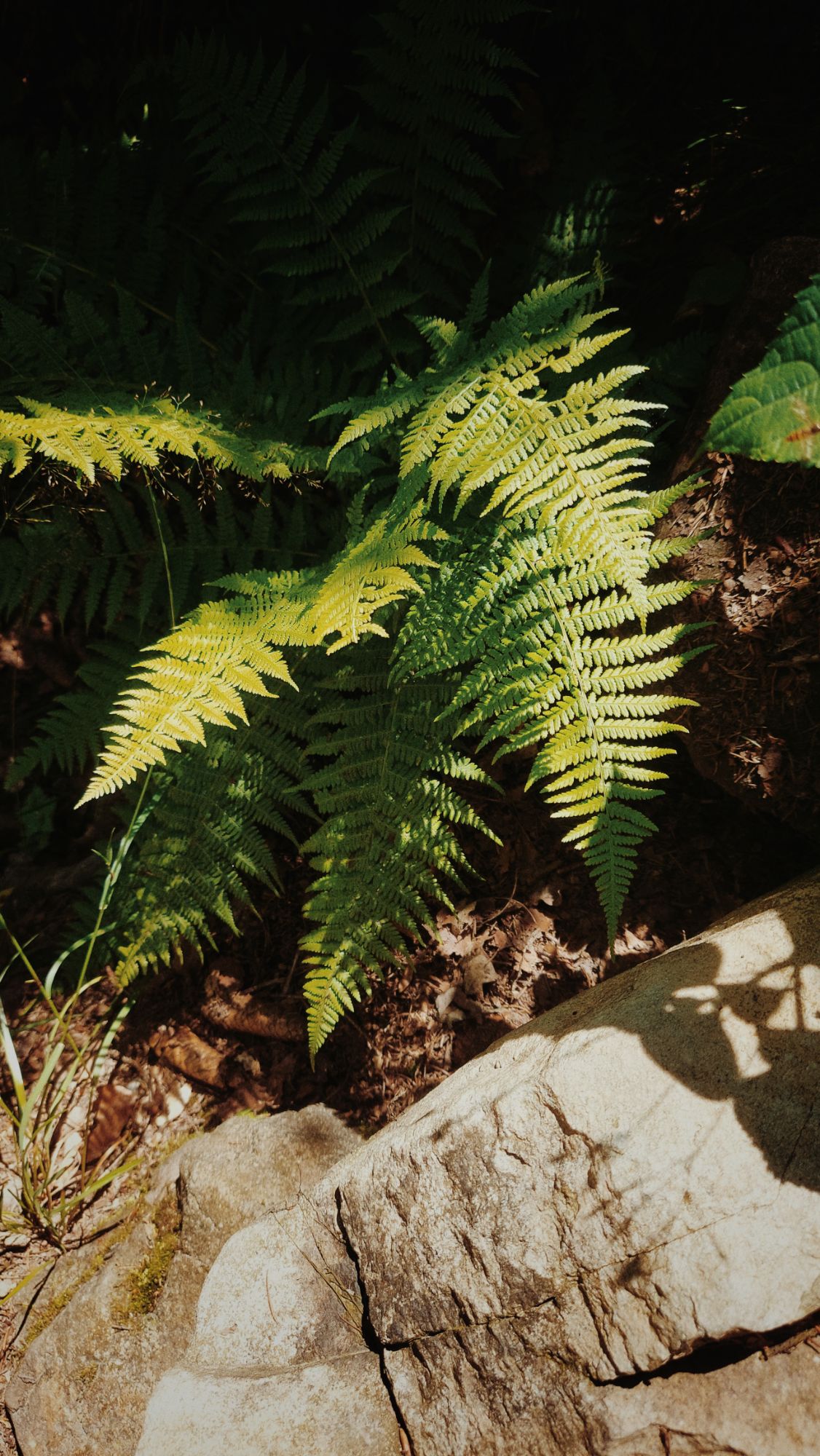 Sun on a fern and a rock. Strong contrast.