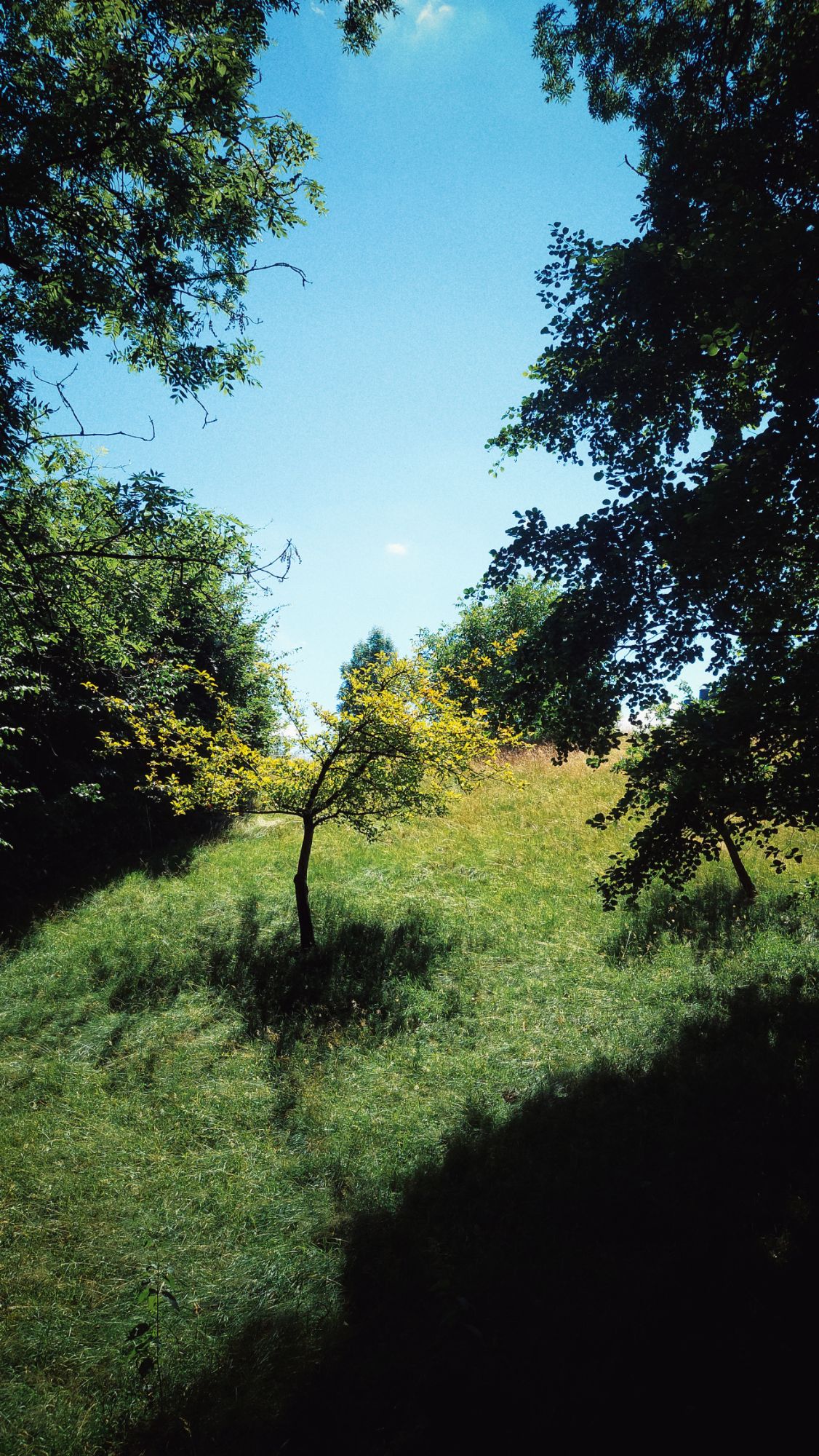 A meadow covered by forest shadow. Single tree in bright sun.