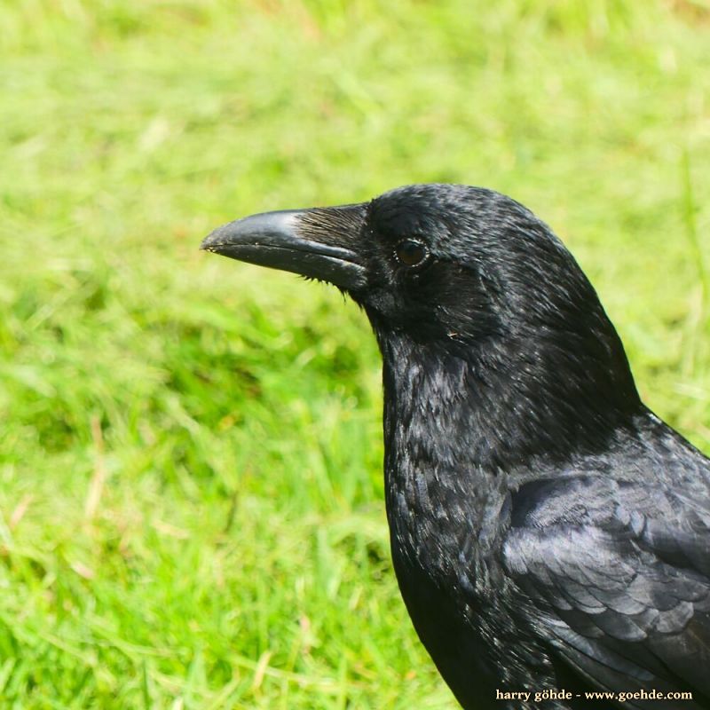 Rabenvogel auf Wiese