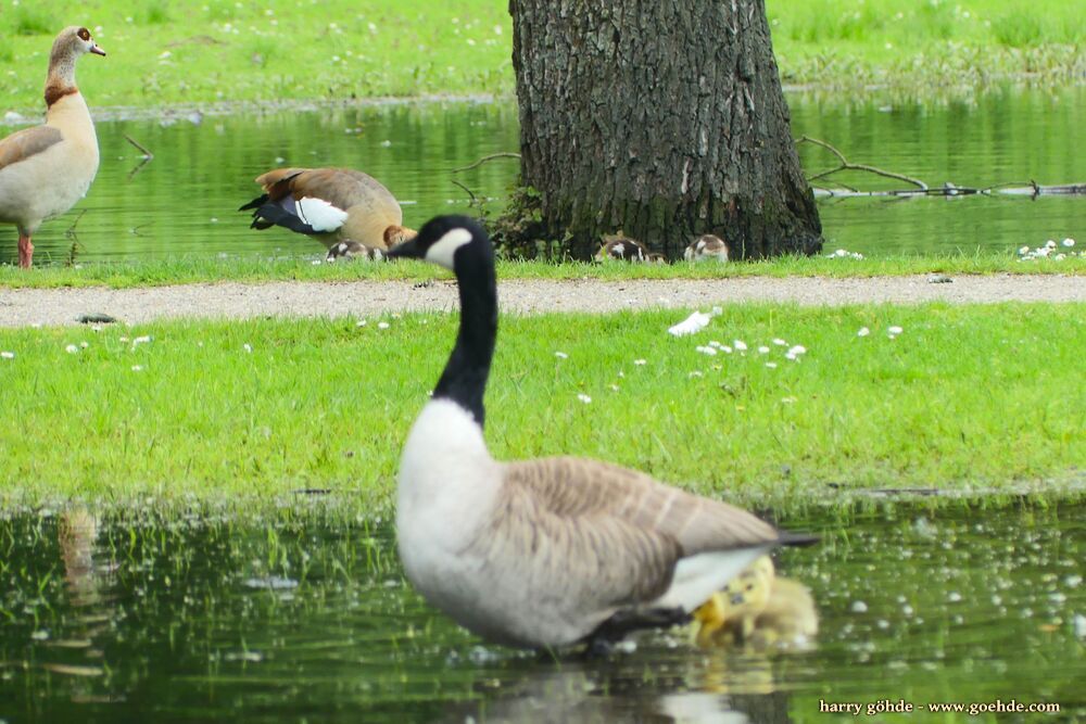 Kanadagans mit Küken im Tümpel