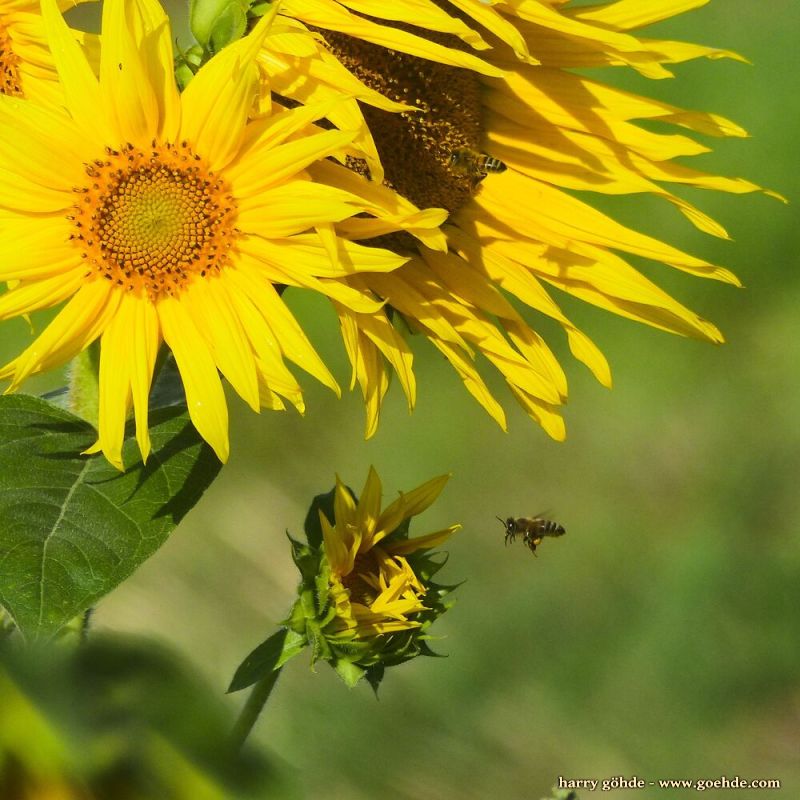 Sonnenblumen mit Biene