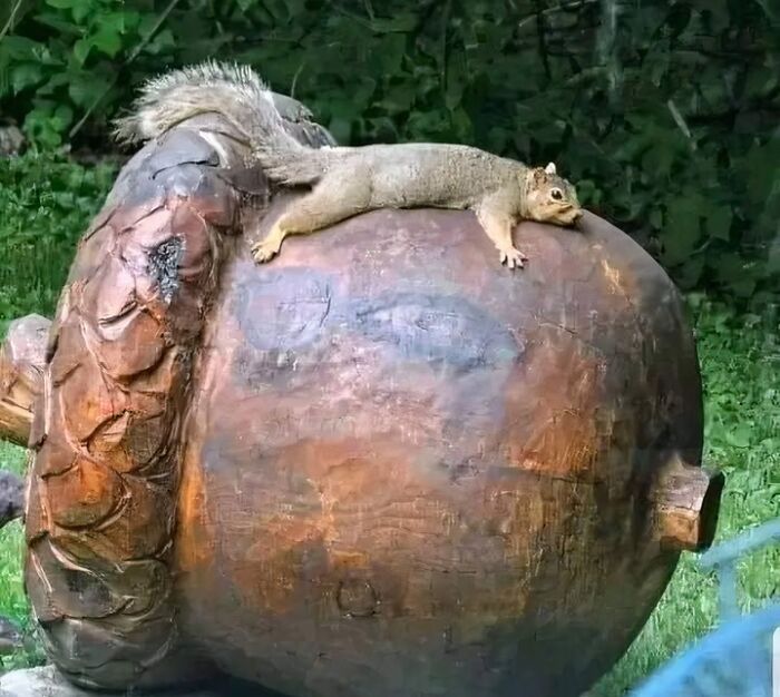 hecking big acorn