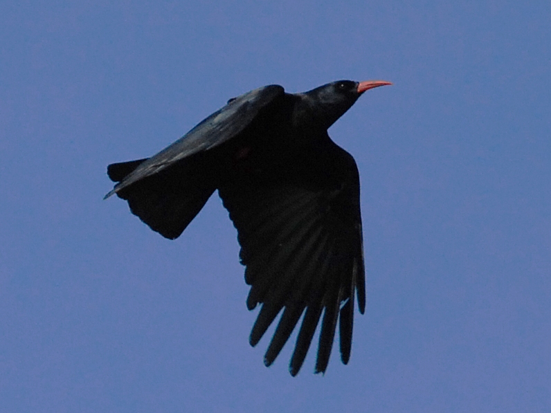 Chough