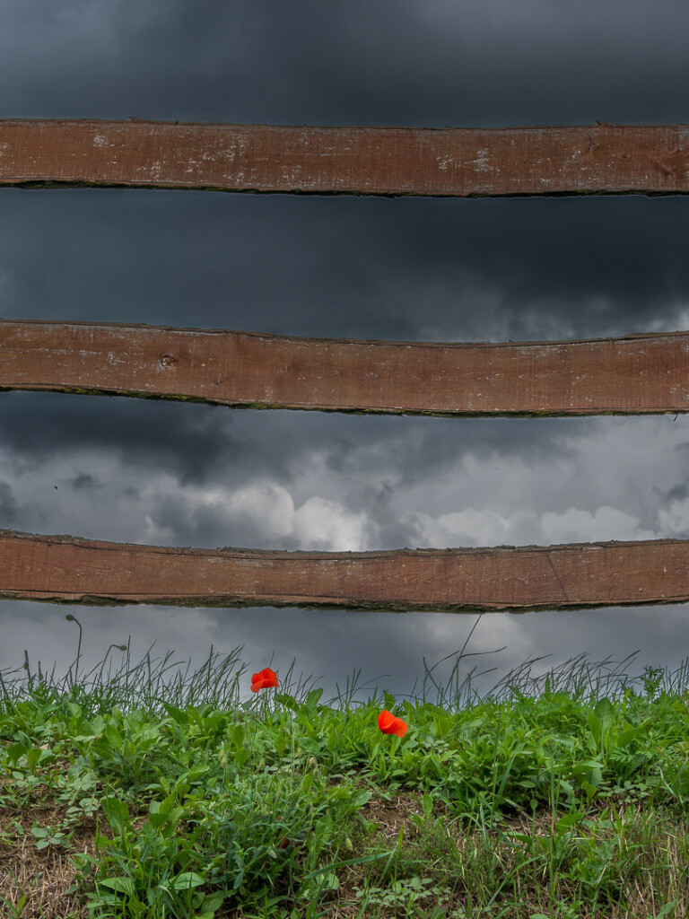 Hochformat. Unterer Teil wildbegrünte Böschung, darüber graumarmorierter Himmel und drei waagerechte Holzzaunbretter. Unterhalb des Zauns zwei leuchtendrote Mohnblüten.