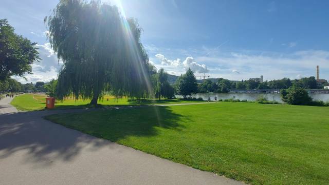 Blick auf den schönsten Teil der Heidelberger Neckarwiese, Wiese am Neckar mit Hängeweiden