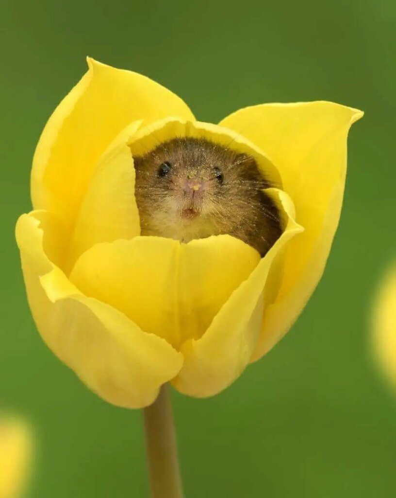 A harvest mouse face, covered in pollen flecks and peering out from the hollow center of a yellow tulip flower.