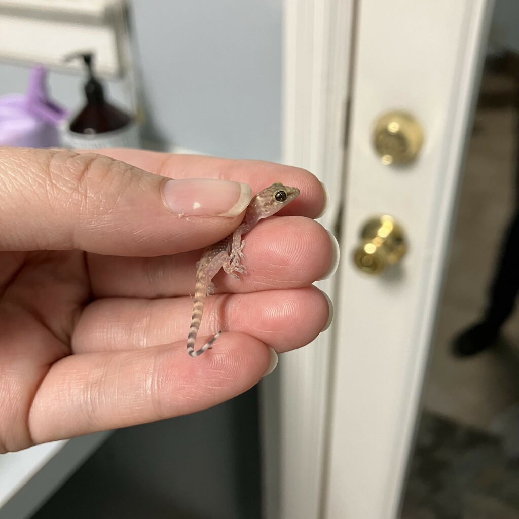 My hand holding the tiniest baby gecko, pink with large dark eyes and a grey/white striped tail 