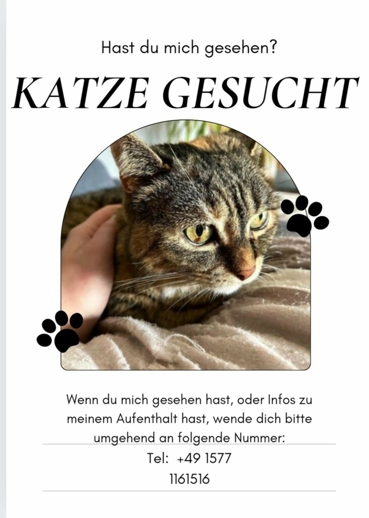 Bild mit Katze, die gesucht wird.