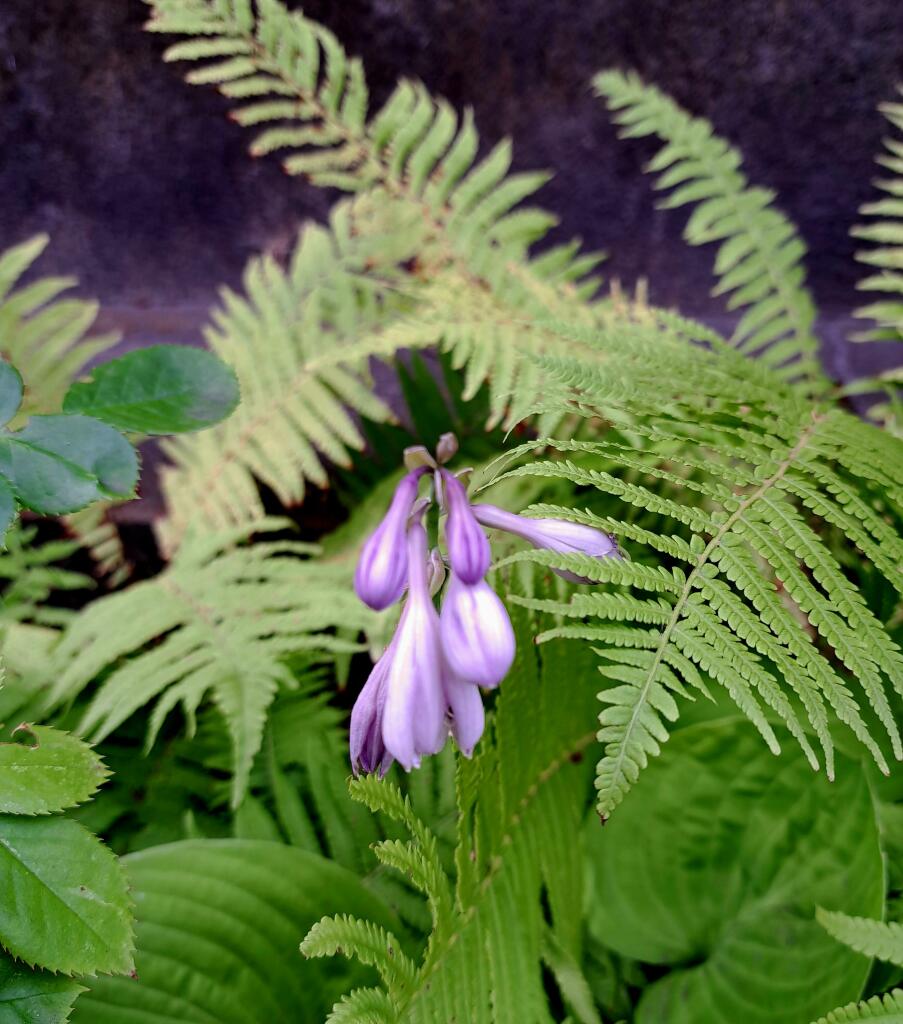 Farbfoto: Hellviolette Blume mit glockgen Blütenblättern inmitten grüner Blätter und Farne.