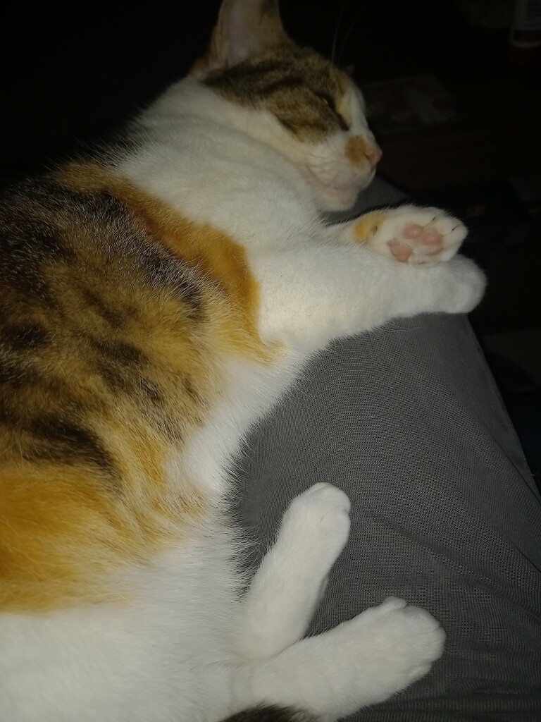 Calico/tortoiseshell cat, Nelly, asleep on her left side, legs outstretched pointing right. You can see the left paw toe beans and white belly floof. Her eyes are closed.