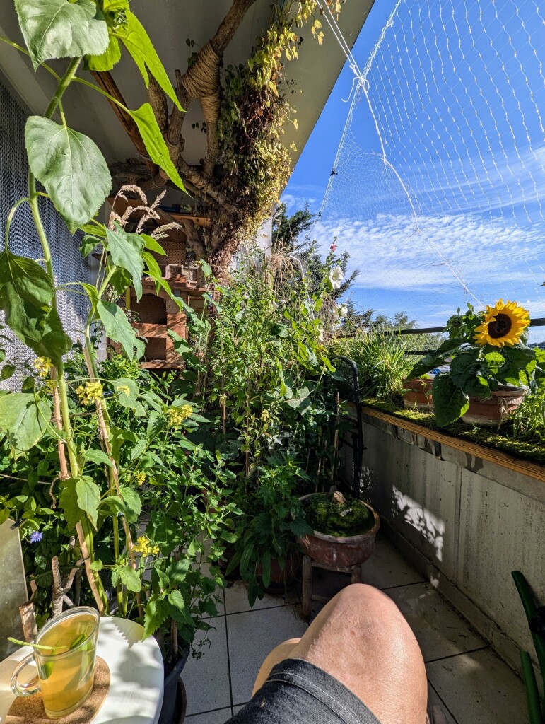 Balkonfoto mit Grüntee mit Minze, einem blossen Knie, einer kleinen Sonnenblume rechts auf einem Balkonkasten einer grösseren links, im Hintergrund Gestrüpp und oben rechts größtenteils blauer Himmel.