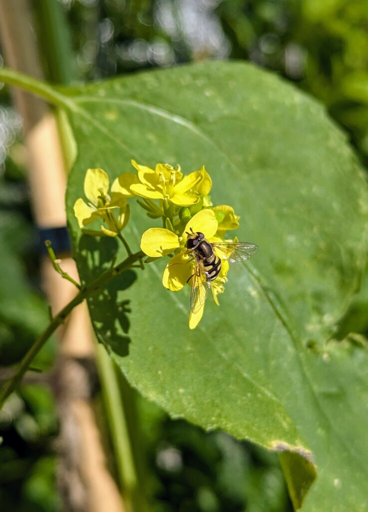 Eine Schwebefliege nascht an einer gelben Senfblüte.