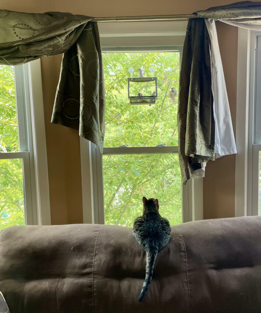 Cameron (the cat I'm fostering) sitting on a sofa in my living room looking up and out the window at the birds who have come to the bird feeder attached to the window. The birds also congregate in the tree throughout the day and fly to and from the tree, providing lots of entertainment. There are two birds sitting on the feeder's feeding stands, one bird sitting on top of the bird feeder, and a third bird hovering next to the bird feeder (coming in for a landing). The window is filled by the leaves of the tree outside the window.