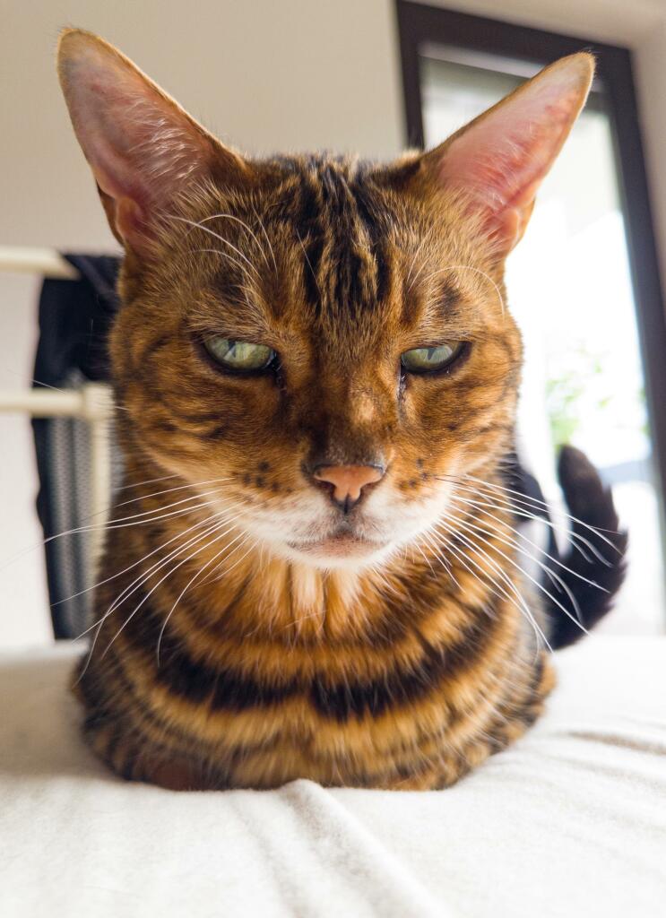 Our gold and brown cat sitting on a white bed cover looking at the camera. His front legs are folded up under him and invisible.