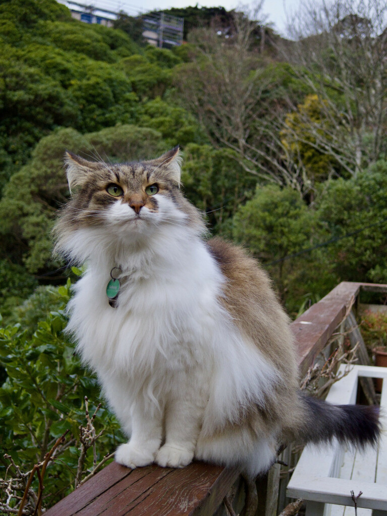 A calico cat, with a white and brown winter coat, sits on a wooden fence rail and looks off to her right. Trees and green foliage are in the distant background.