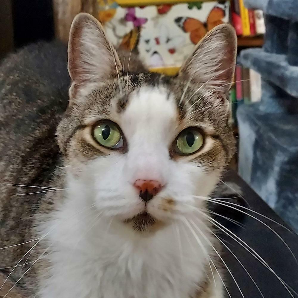 Head shot of a tabby and white cat with light green eyes, big ears, long, white whiskers, and a very dirty chin 😸