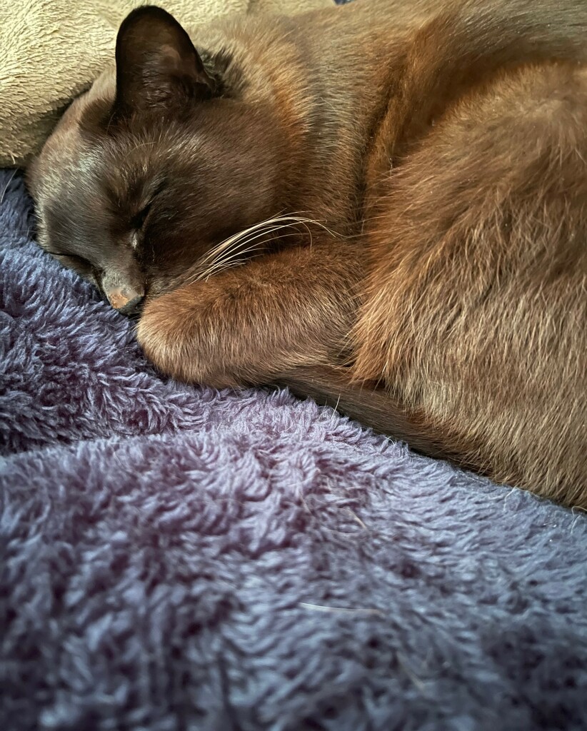 Burmese cat is deep sleeping