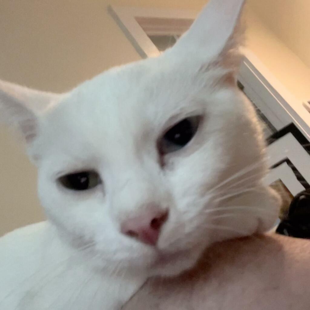 close up of face of white cat resting on lap of human