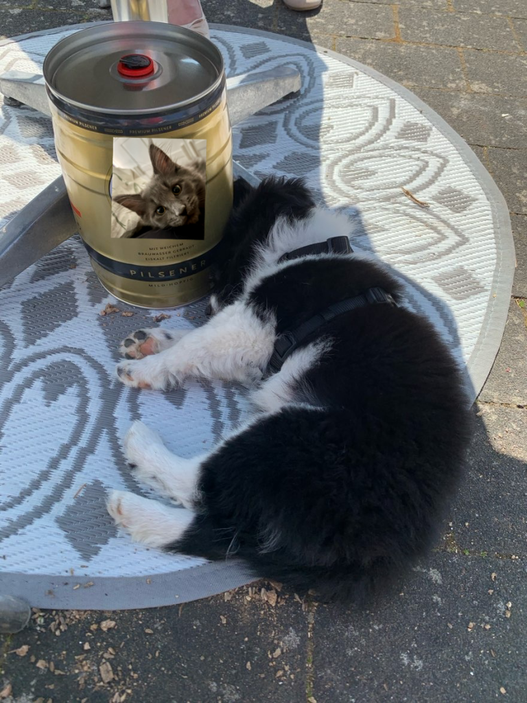 Foto meines Borders als Welpen, wie er erschöpft neben einem 5 l Fässchen Bier eingeschlafen ist. Auf dem Bierfässchen habe ich die Werbung durch ein Foto seiner Lieblingskatze ersetzt. Man könnte auch glauben, der Kater schaut ihn direkt an.