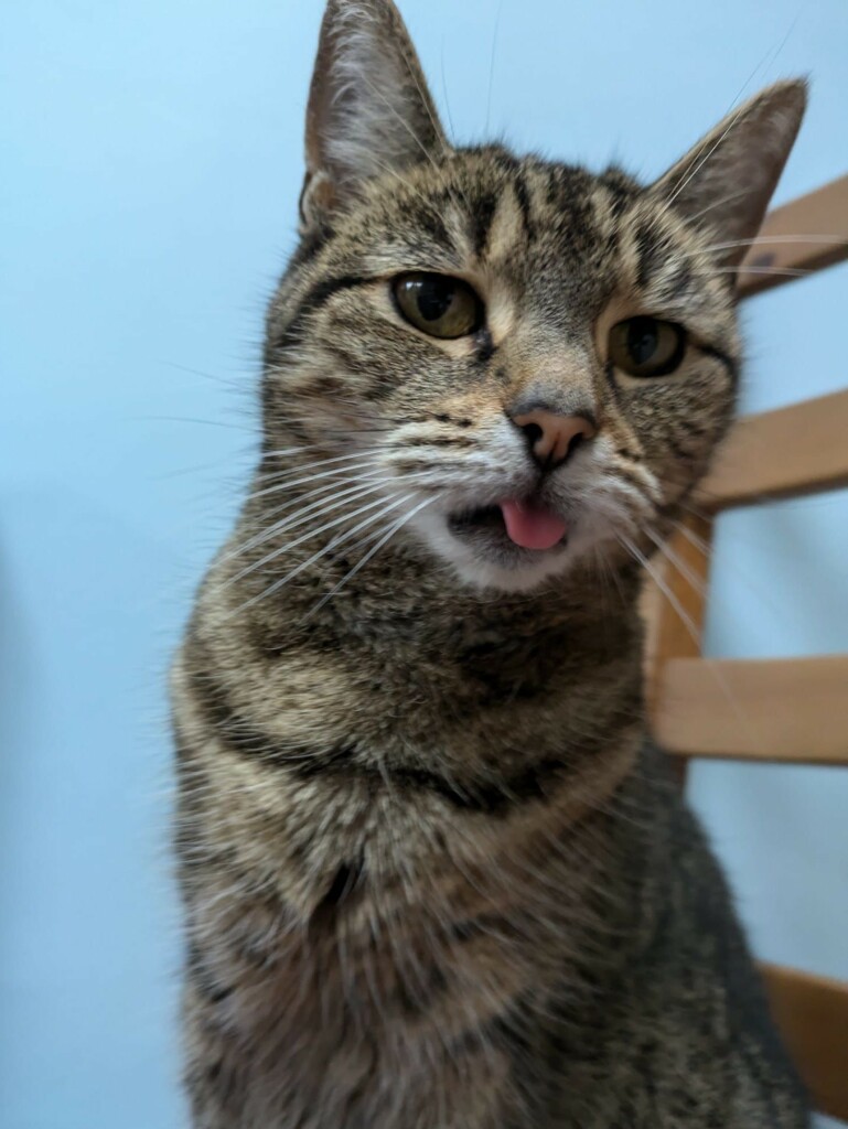 A cat with her tongue hanging out