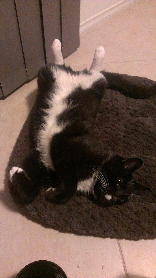 Black and white domestic medium hair “tuxedo cat” stretching out on a medium sized brown dog bed.