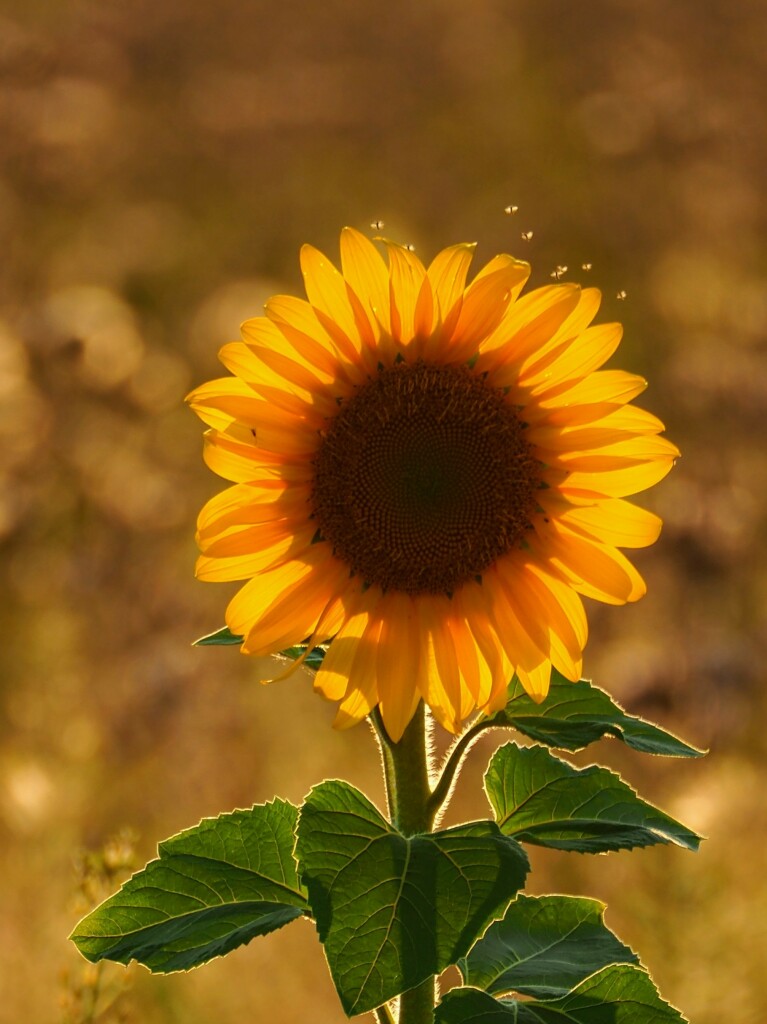 Alleinstehende Sonnenblume in der Abendsonne. Oben rechts sieht man vereinzelte Fliegen über den Blütenblättern