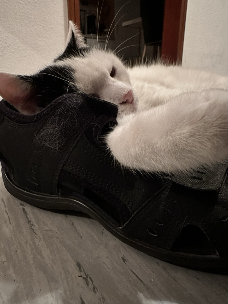 Kater schläft auf Sandalen 