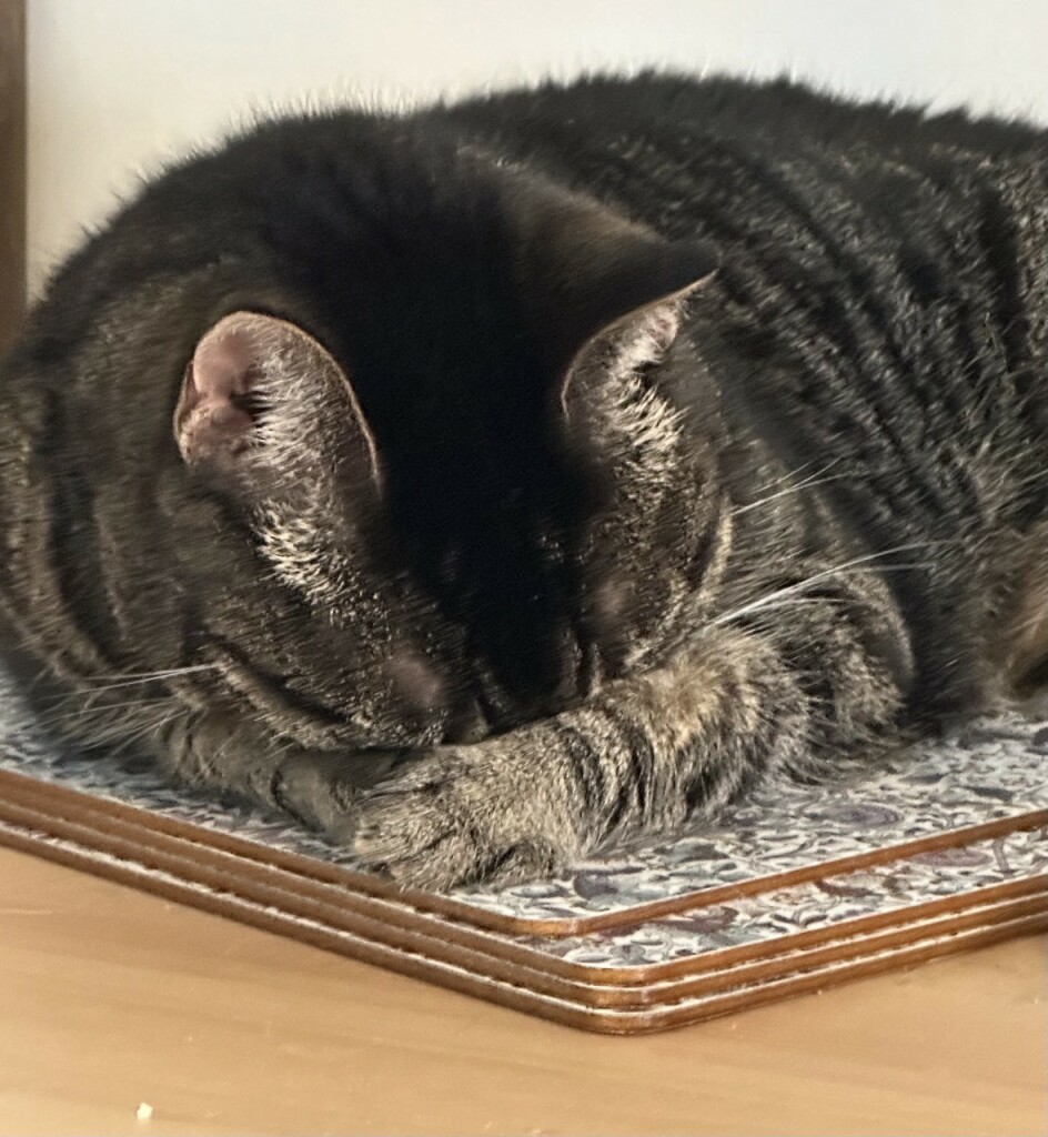 A tabby cat is curled up asleep; she’s covered her nose with one of her paws