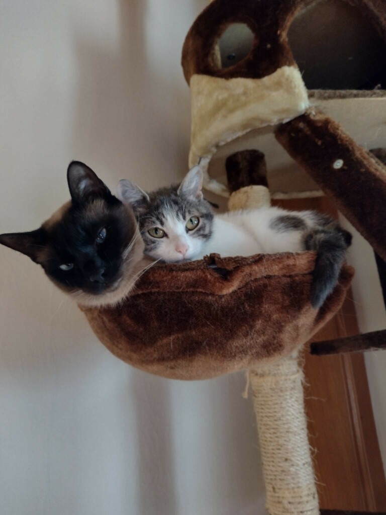 Kater und Katze liegen gemeinsam und zusammengekuschelt in einem Hängesack am Kratzbaum