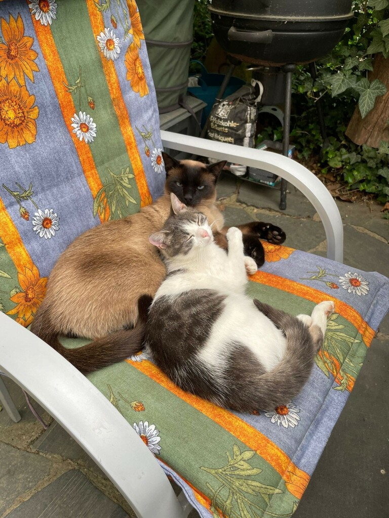 Kater und Katze liegen gemeinsam und zusammengekuschelt in auf einem Gartenstuhl 