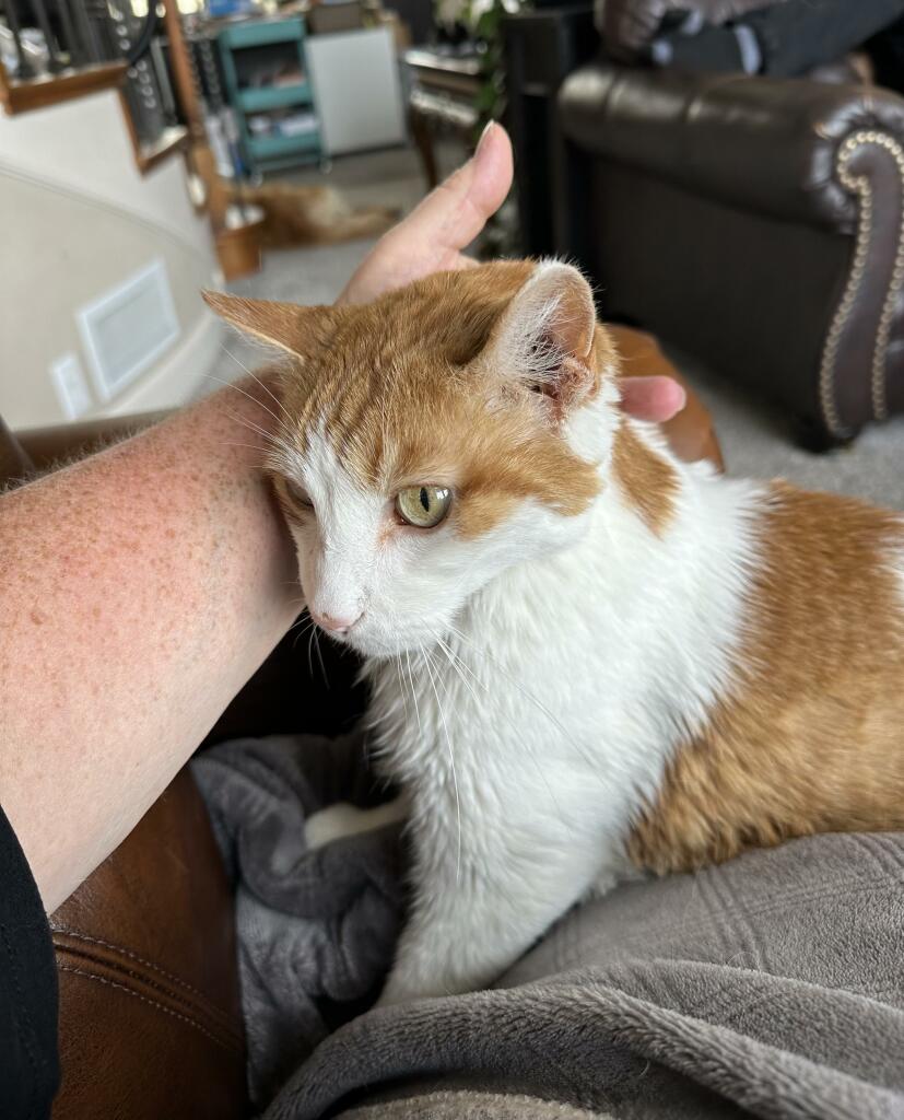 Photo of my hand petting my old orange and white cat Rowdy. 