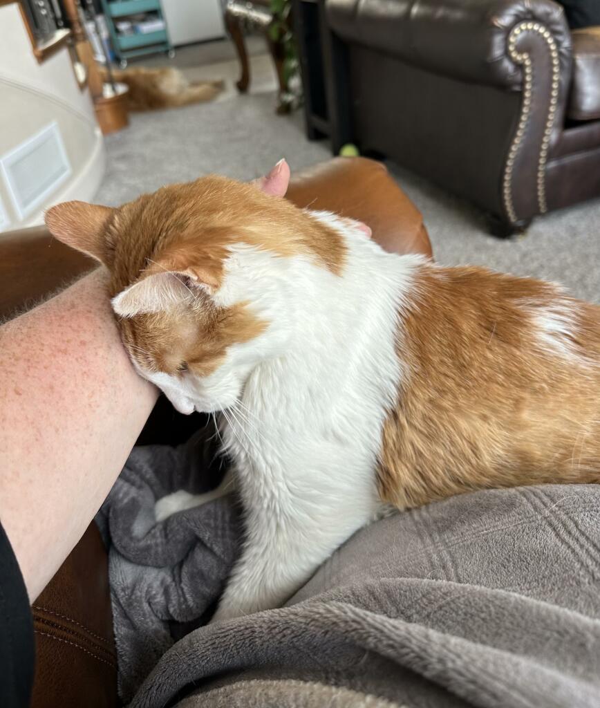 Photo of my orange and white cat Rowdy snuggling into my hand. 