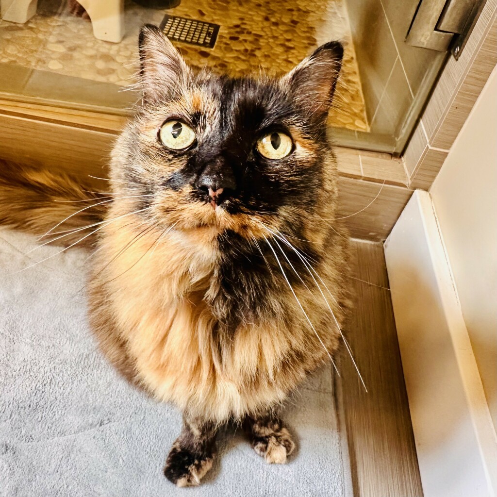  Large tortie in a bathroom staring with very large eyes 