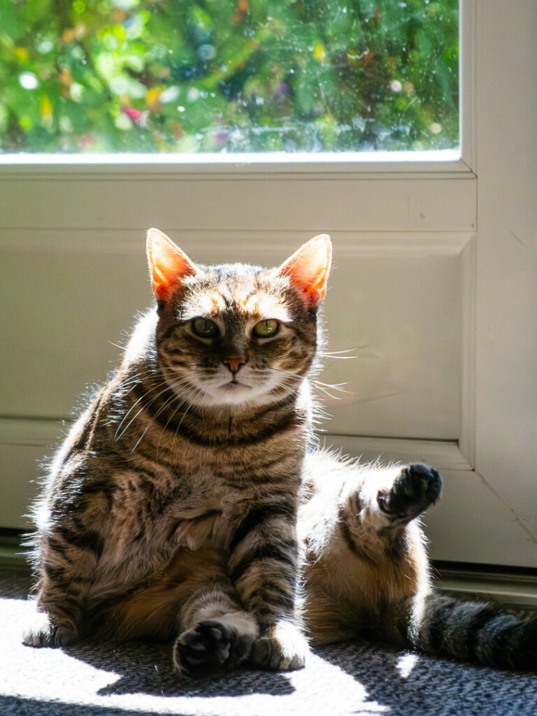 Hochformat. Karzendame beim Putzen vor einer Terrassentür mit hndebesabberter Scheibe. 
Katze schaut irgendwie erwischt, die Ohren leuchten in der Sonne.