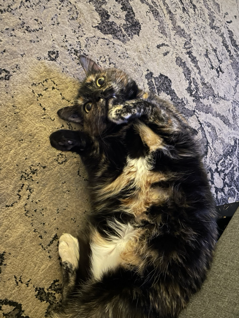 Cupid the Tortie being cute, laying on her back with paws in the air. 