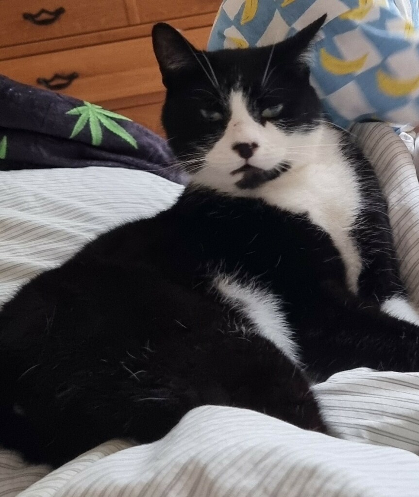 Black and white cat called Pud on the bed, where he isn't supposed to be. 