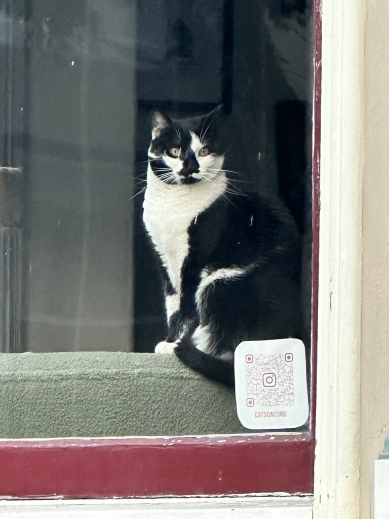 A black and white domestic shorthair cat sitting up on a sofa, looking out through a window. A sticker with QR code is on the window, leading to the URL https://www.instagram.com/catson23rd