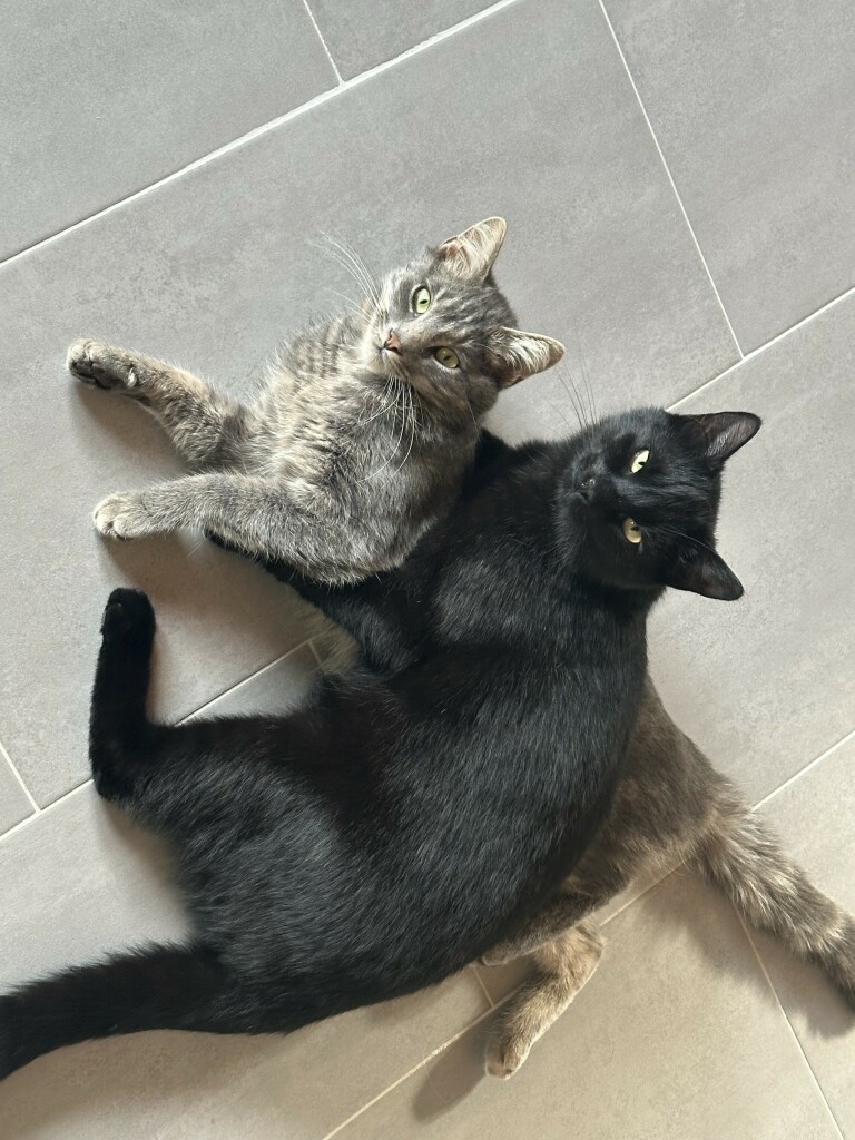 Merlin und Donny, zwei unserer Kater  