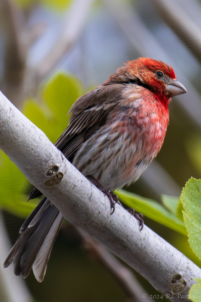 House Finch