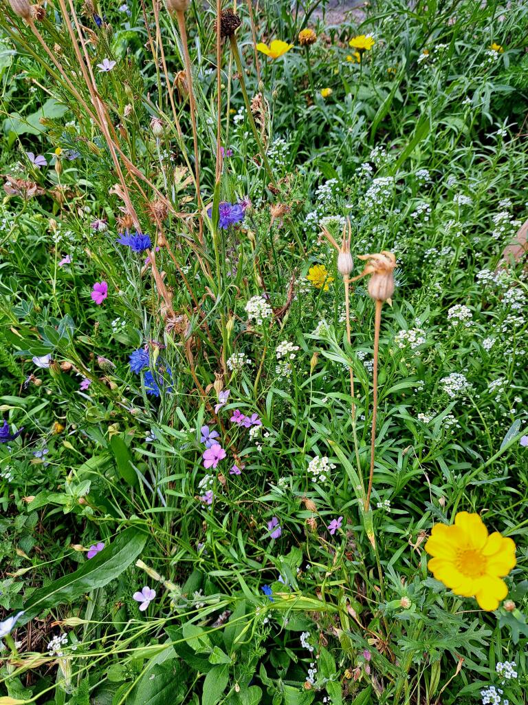 Wiese mit bunten Wildblumen