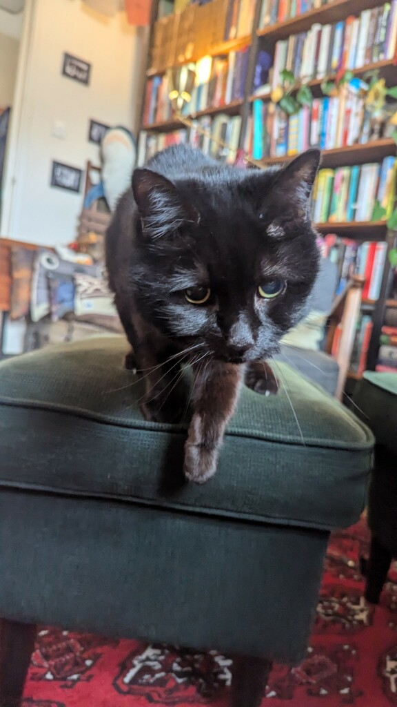 A black cat on a foot stool, leaning towards the camera with a paw out hopefully