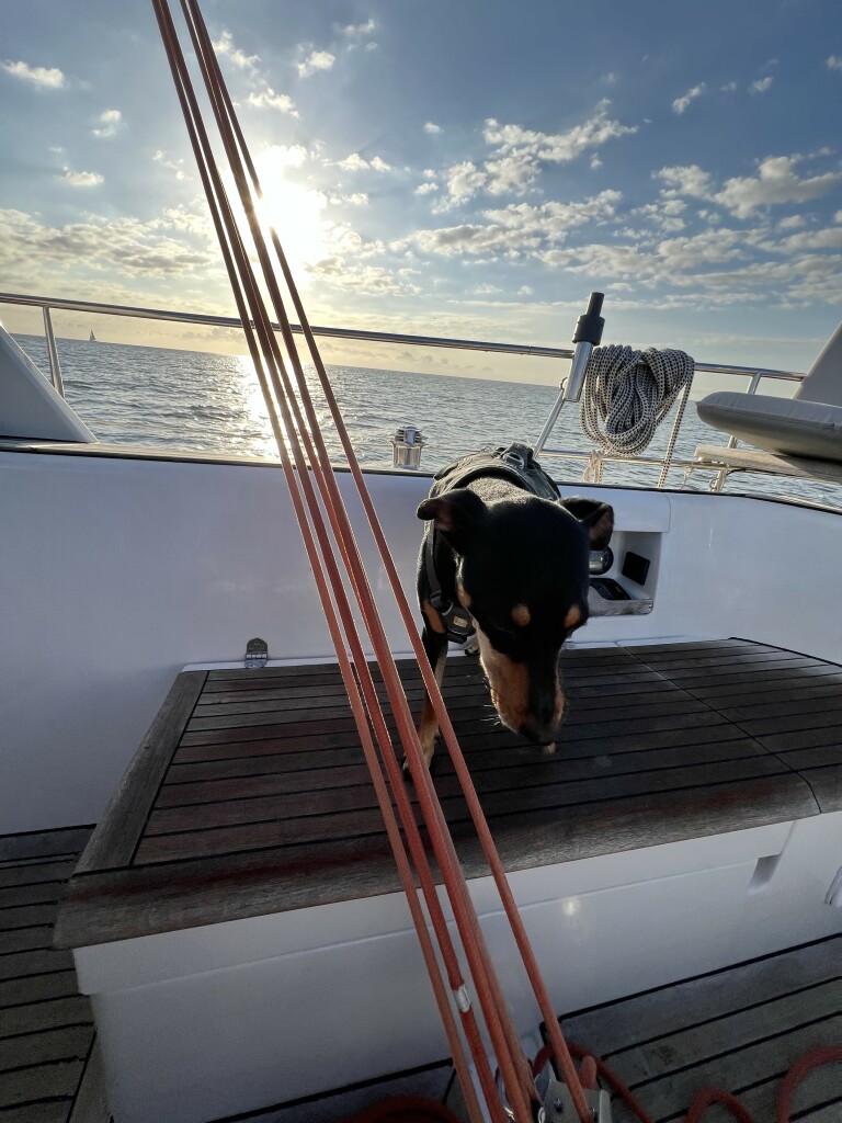 Hund Segelboot morgensonne