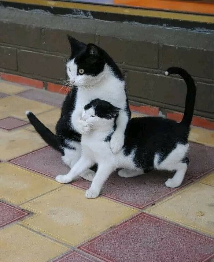 Two black and white cats. One is covering the mouth of the other.