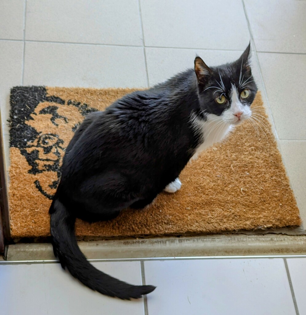 Der Tuxedokater Peter sitzt auf der Füßmatte vor unserer Wohnungstür und guckt über die Schulter in Richtung BetrachterIn. 