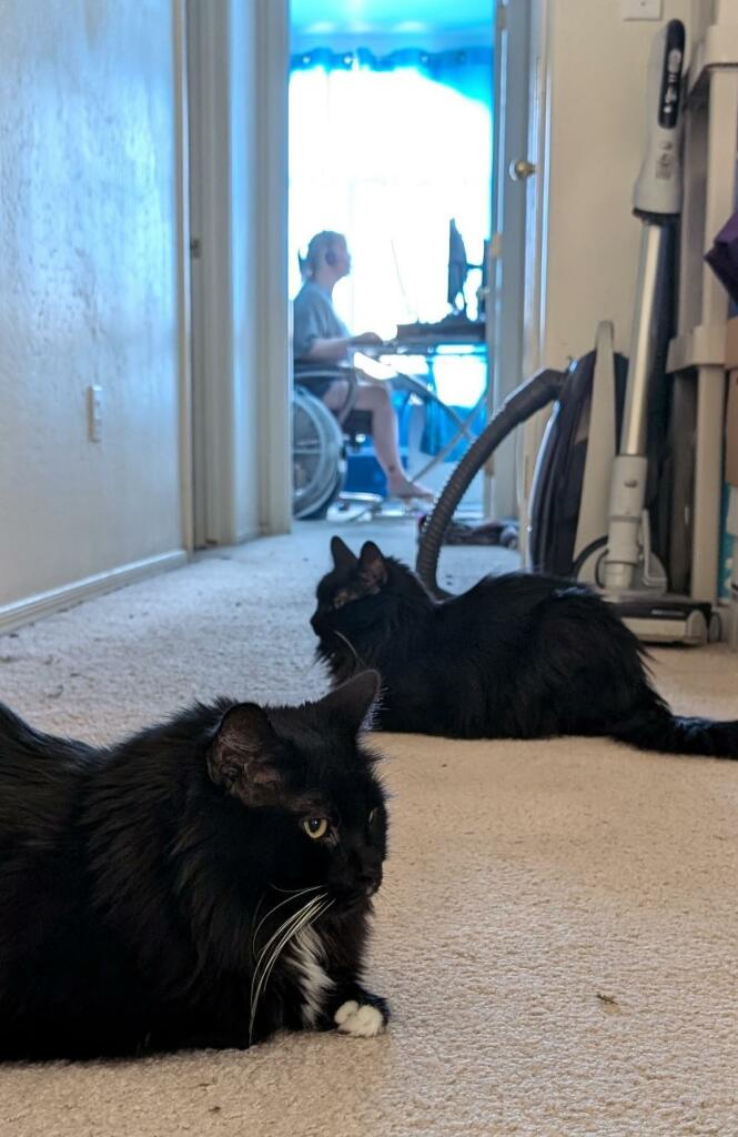 Two long-haired black cats are in Sphinx pose in a hallway. At the end of the hallway is a home office where a woman can be seen at a computer.