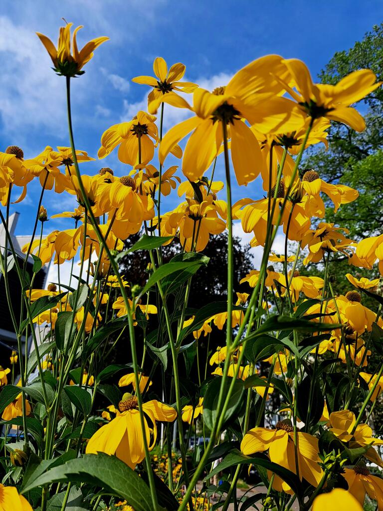 Farbfoto: Gelbe Blumen vor einen blauen Himmel mit weißen Wolken. Im Hintergrund sieht man grüne Bäume.