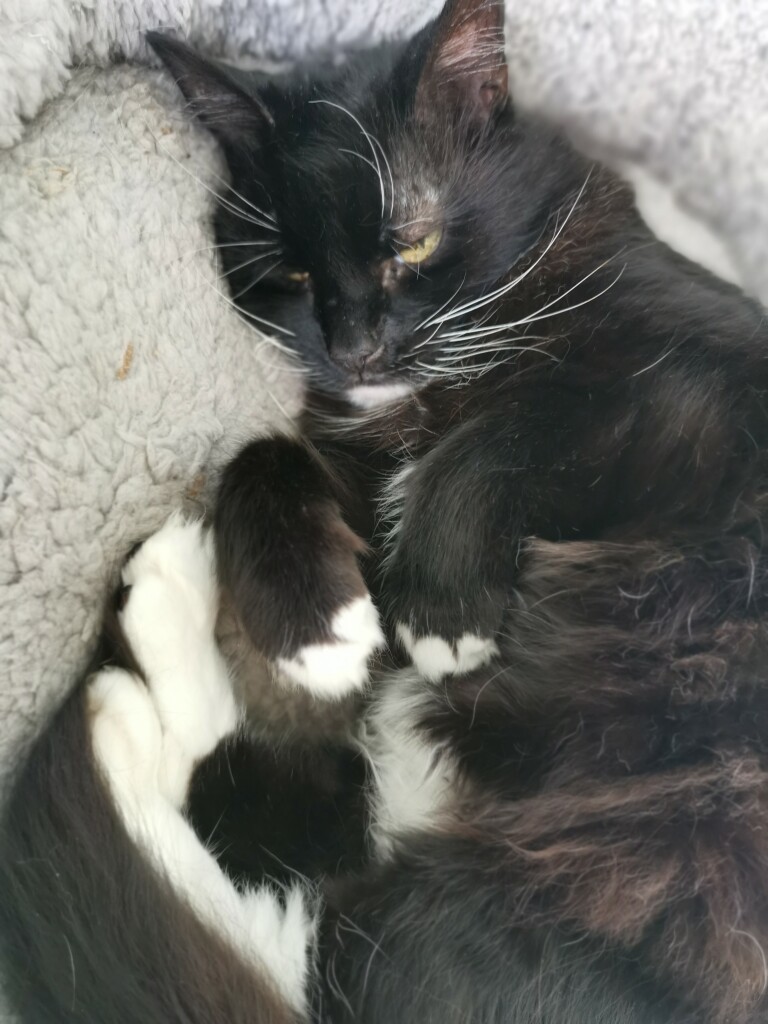 Tuxedo cat (Mitzi) lay curled round but lay on her side with her tummy a bit exposed and her front paws hung in front of her in a playful manner. She's in a grey cat bed.