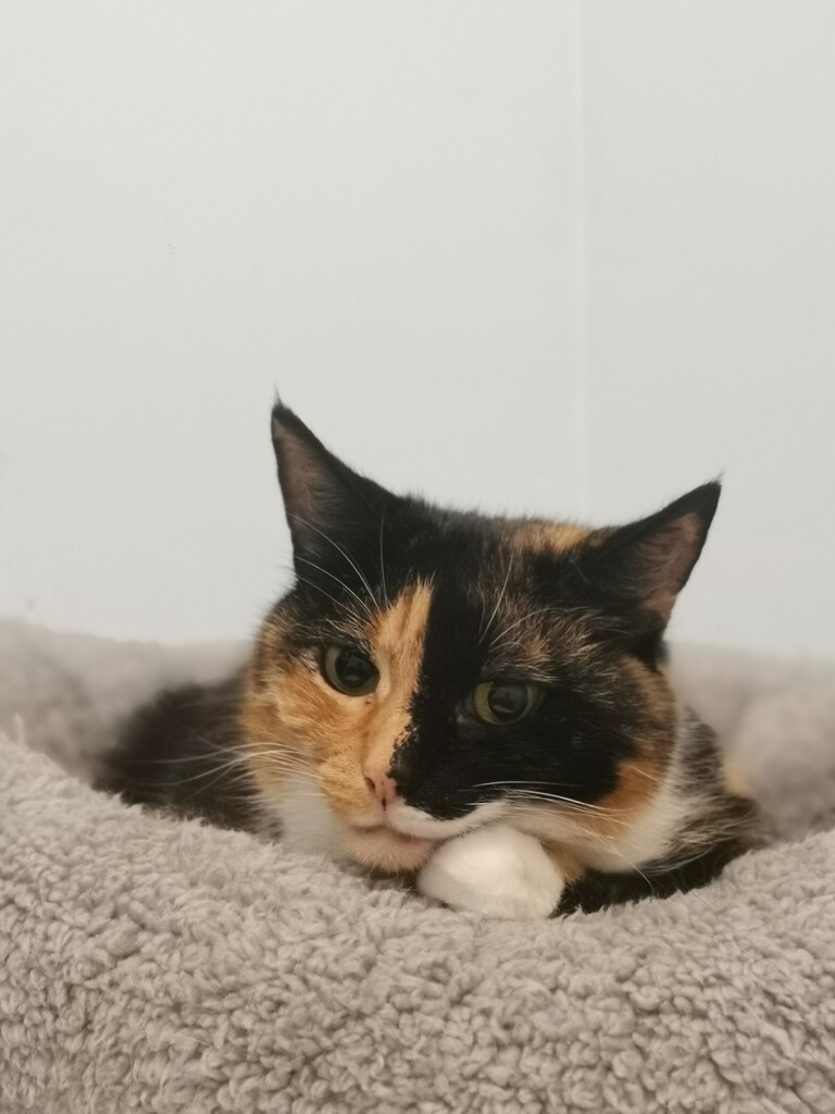 Tortoiseshell and white cat (Ajani) resting her little floofy head on one of her white paws while she's lay in a light grey cat bed and staring straight at the camera