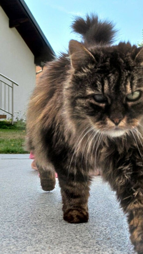 Kitty, eine flauschige Langhaarkatze, geht mit neugierigem Blick auf einem Steinpflaster auf die Kamera zu. Sie ist schon so nah, dass sie schon gar nicht mehr ganz im Bild ist.